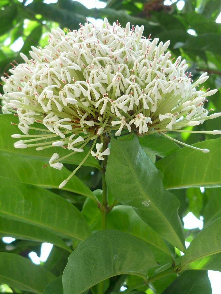 Hình ảnh chùm bông trang trắng trên sắc lá xanh đẹp tinh khiết 