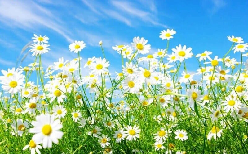 Hình hình ảnh hoa cúc White nhẹ dịu đại diện cho việc như ý, bình yên ổn, hạnh phúc