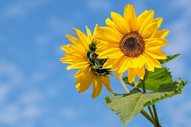 Luôn khuynh hướng về phía mặt mũi trời, hoa phía dương đó là một trong mỗi loại hoa kỳ vọng suôn sẻ được rất nhiều người ưa thích