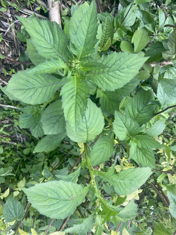 Hình ảnh lá cây cải trời đẹp