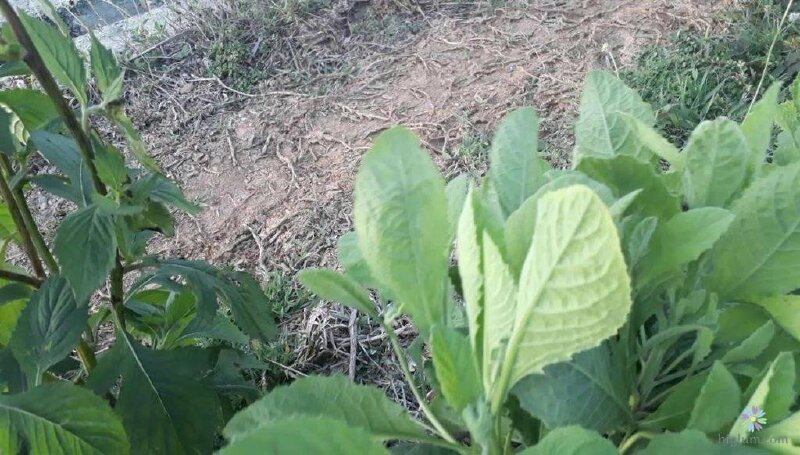 Lá cây cải trời trong tự nhiên