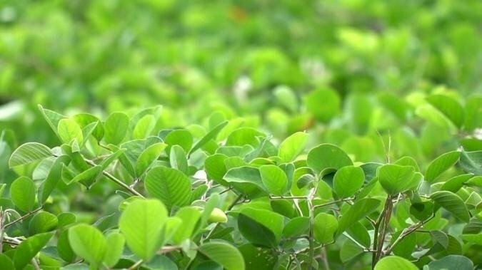 Hình ảnh lá cây kim tiền thảo xanh mướt trong nắng