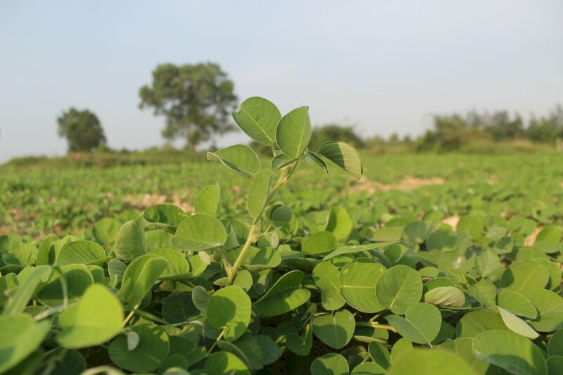 Ảnh lá cây kim tiền thảo xanh tươi trong tự nhiên và cũng là một loại dược liệu quý