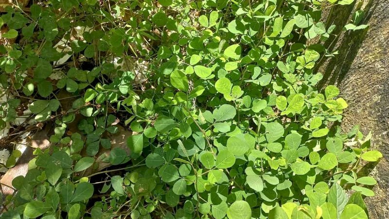 Hình ảnh bụi cây kim tiền thảo với những chiếc lá xanh tươi tốt