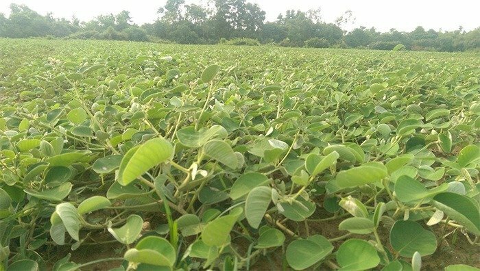 Hình ảnh lá của cây kim tiền thảo