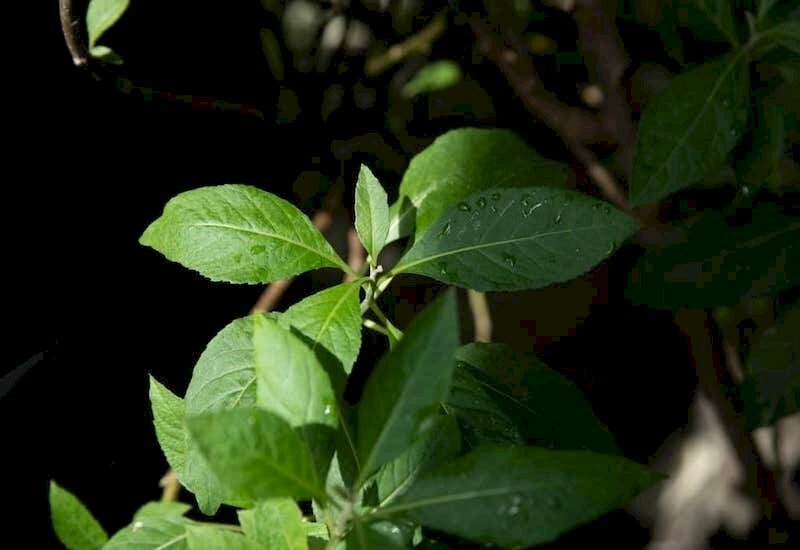 Những chiếc lá cây mật gấu xanh mơn mởn