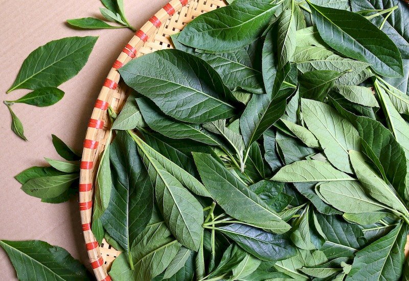 Hình ảnh lá cây mật gấu sau thu hái là một vị thuốc dân gian rất tốt