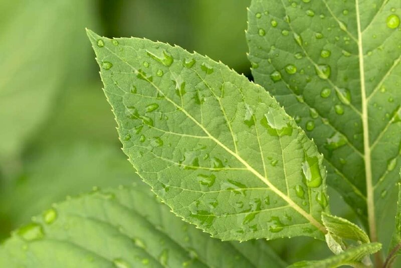 Hình ảnh lá cây mật gấu góc chụp cận đẹp