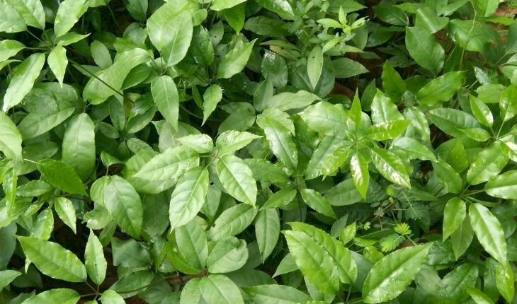 Lá cây mật gấu xanh um đẹp mắt