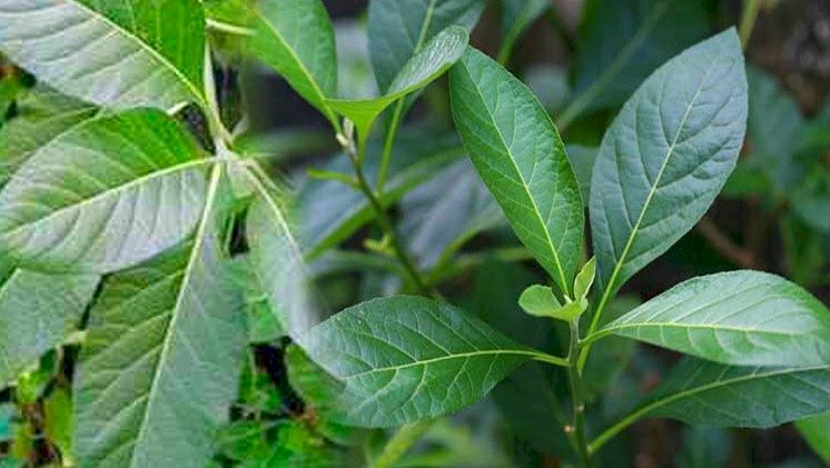 Hình ảnh lá cây mật gấu