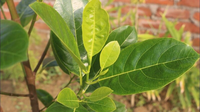 Hình ảnh lá cây mít xanh tươi mơn mởn