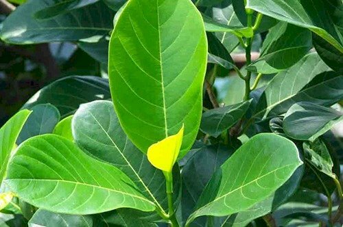 Hình ảnh lá cây mít với màu xanh thật đẹp dưới nắng