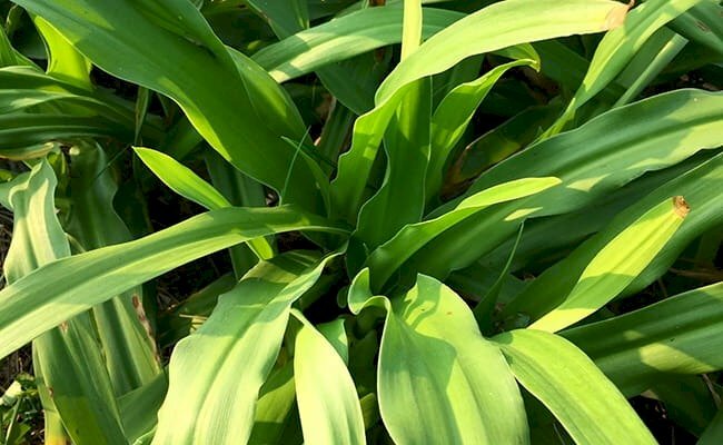 Cây trinh nữ hoàng cung hình ảnh lá tươi xanh trong nắng