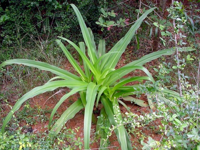 Hình ảnh lá cây trinh nữ hoàng cung xanh mơn mởn trong thiên nhiên