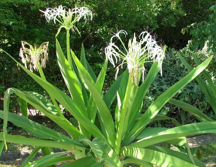 Hình ảnh lá cây trinh nữ hoàng cung xanh tươi trong nắng 