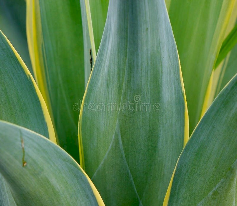 Hình ảnh lá cây trinh nữ hoàng cung chụp cận với màu xanh mát