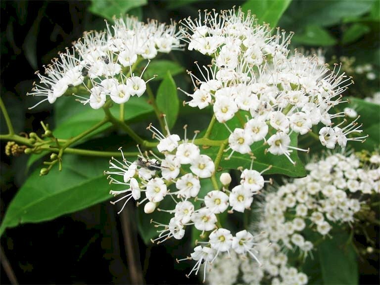 Hình ảnh lá cây xạ đen và chùm hoa trắng thật đẹp