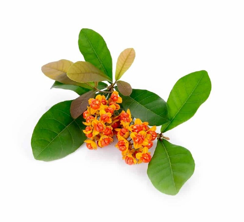 Lá cây xạ đen xanh tươi điểm xuyết bông hoa nhỏ thật xinh