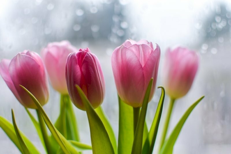 Hoa tulip đem sắc tố của sự việc ưng ý, táo tợn tuy nhiên cũng ko thông thường phần hấp dẫn thích hợp tính cơ hội thỏa sức tự tin, linh động và khá bốc đồng của Bạch Dương