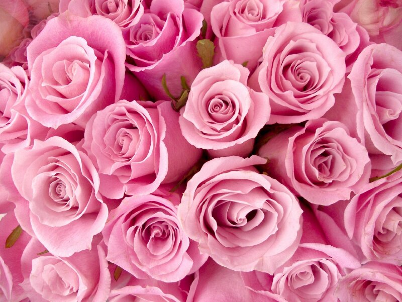 Hoa hồng, loài hoa mang đến may mắn và những điều tốt đẹp cho Kim Ngưu