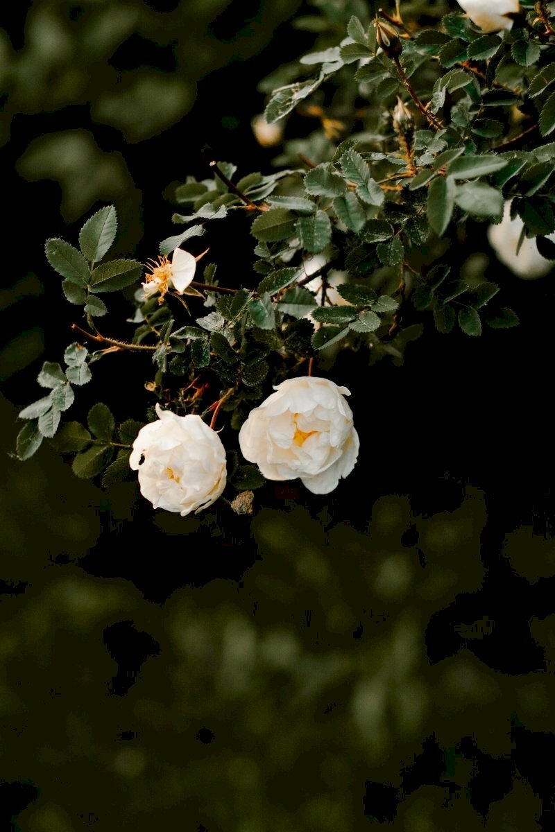 Hoa hồng White tinh anh khiết phù phù hợp với Cự Giải mỏng manh manh, nhạy bén, lịch sự, giản dị