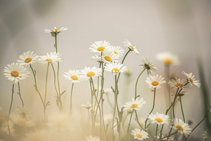Hoa cúc trắng nhẹ nhàng là loài hoa may mắn của Xử Nữ, những người có một lối sống bình dị như loài hoa cúc