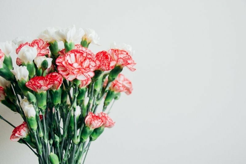 Hoa cẩm chướng tiếp tục mang về như ý, thú vui cho tới Nhân Mã