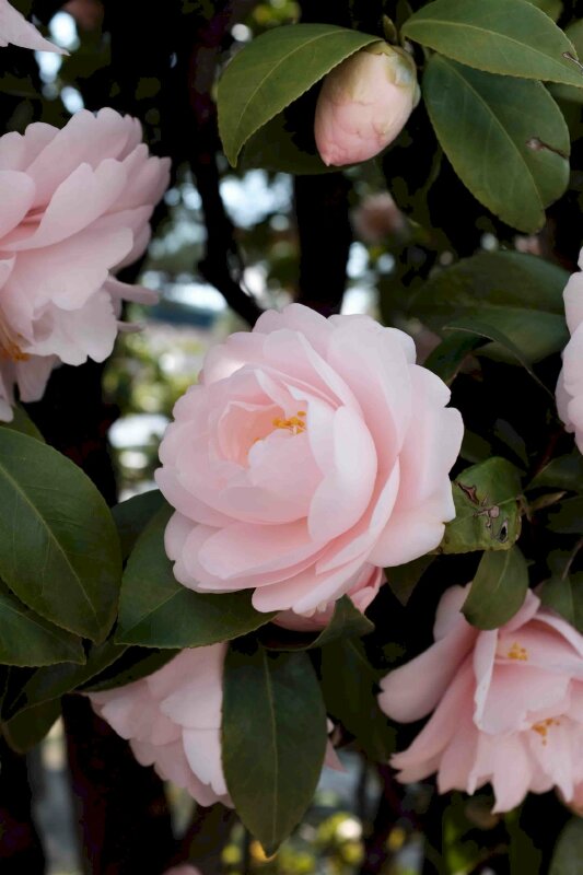 Hoa trà Camellia thơm ngát nhẹ dịu, tinh anh khôi mang về bình yên ổn, như ý cho tới tình thương yêu đơn sơ và những xúc cảm chân thật