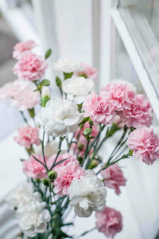 Hoa cẩm chướng mang về như ý cho 1 tình thương yêu bao dung