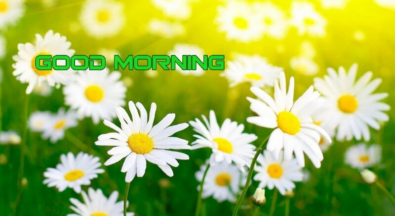 Ảnh hoa chào ngày mới tươi đẹp đầy năng lượng