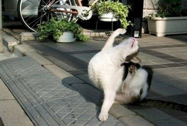 Ảnh ngày mới vui vẻ mèo tập thể dục ngộ nghĩnh