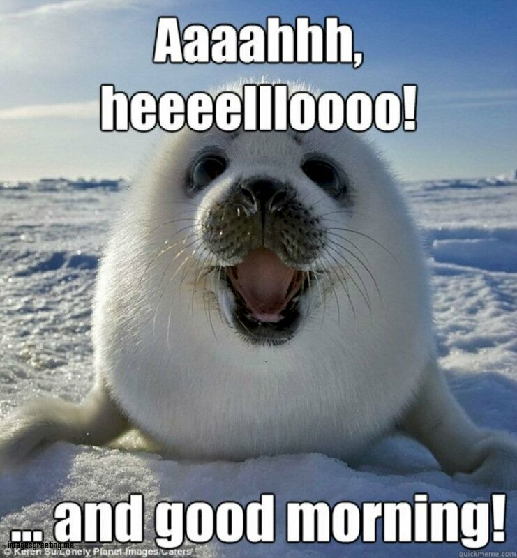 Hình ảnh vui vẻ ngày mới ngộ nghĩnh, hài hước