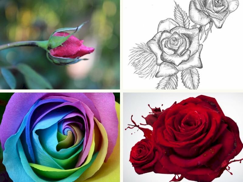 101 hình ảnh nụ hoa hồng đẹp nhất, tải miễn phí