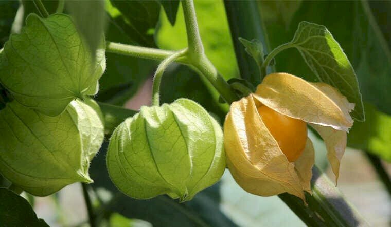 Hình ảnh quả cây tầm bóp