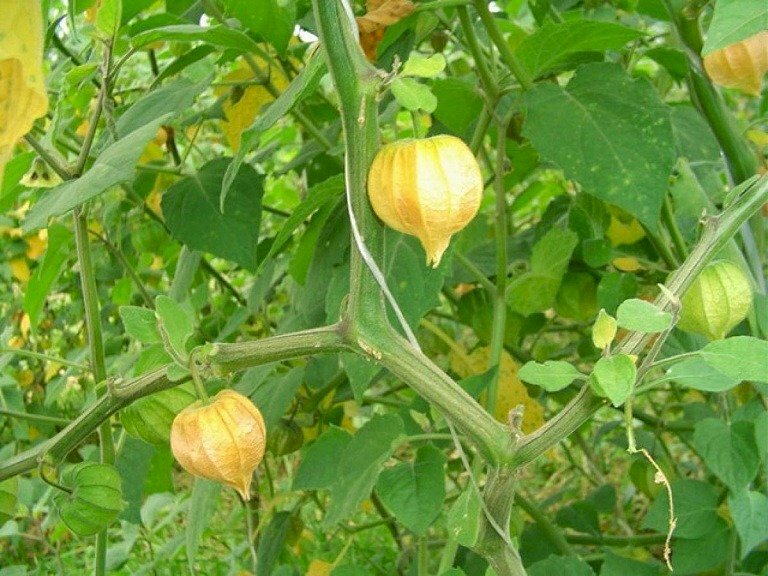 Quả tầm bóp chuyển sang màu vàng khi bắt đầu chín