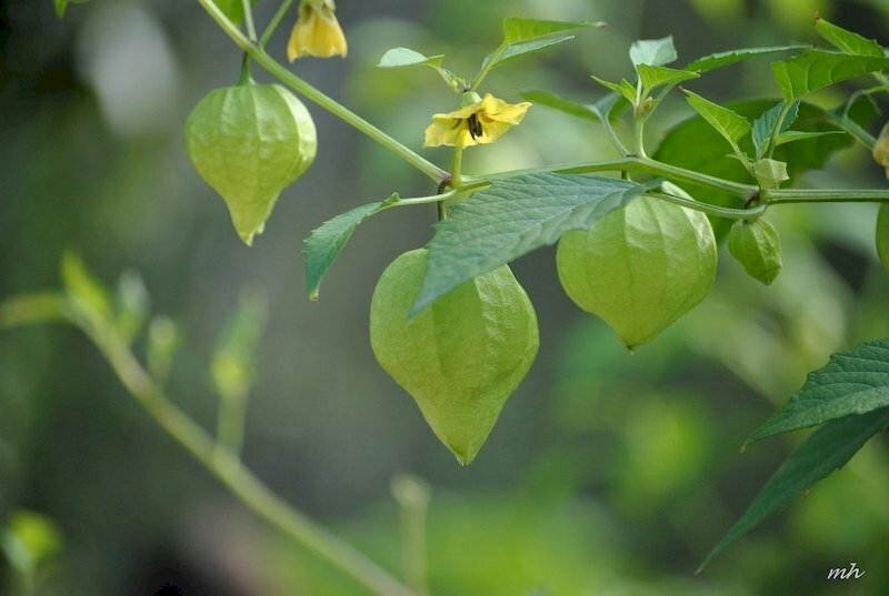 Quả tầm bóp non với màu xanh đẹp mắt