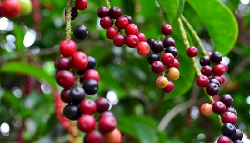 Chùm quả vối chín mọng thật thích mắt