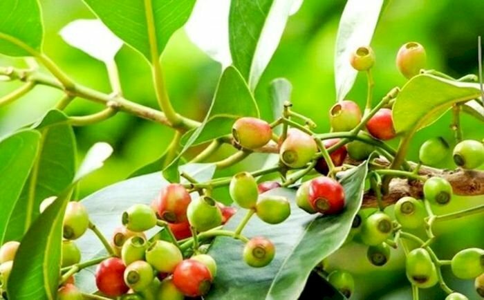 Chùm quả vối nhỏ xinh như những viên bi ve