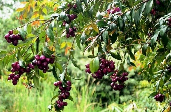 Hình ảnh những chùm quả cây vối rừng chín mọng lúc lỉu trên cây thật thích mắt