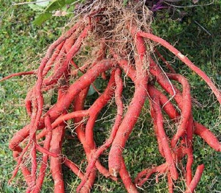 Hình ảnh chùm rễ cây đan sâm còn tươi