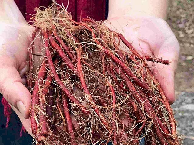 Hình ảnh chùm rễ cây đan sâm mới thu hoạch