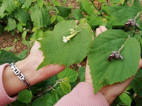 Hình ảnh phân biệt lá và hoa cây an xoa hoa tím và hoa trắng