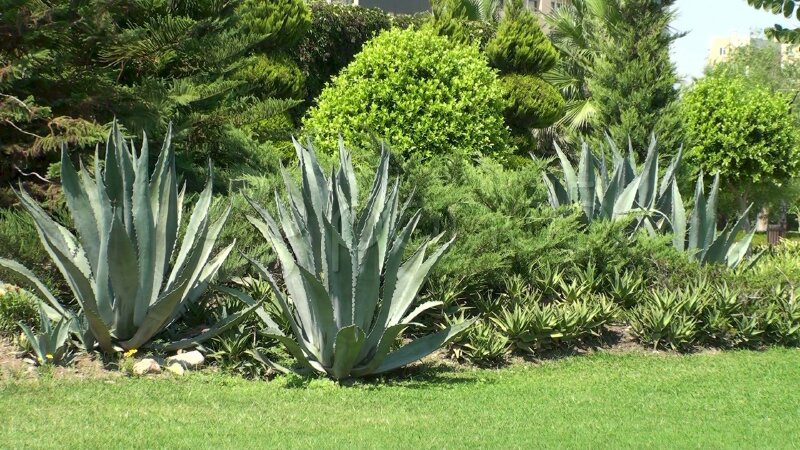 Hình ảnh vườn cây nha đam đẹp trong nắng