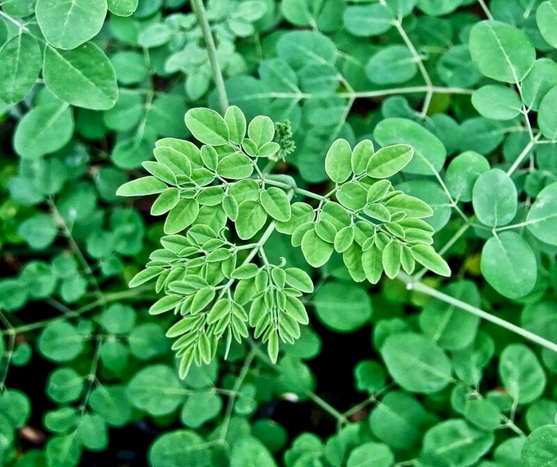 Hình ảnh lá cây chùm ngây màu xanh mướt mát mắt