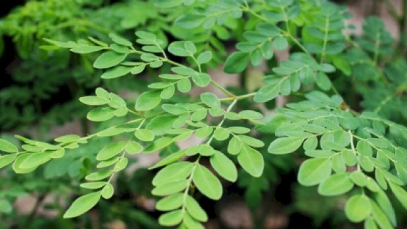 Cây chùm ngây trong thiên nhiên với sắc lá xanh chùm ngây thật đẹp