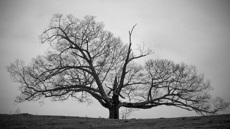 Hình cây cổ thụ gam màu trắng đen gợi cảm giác hoài niệm