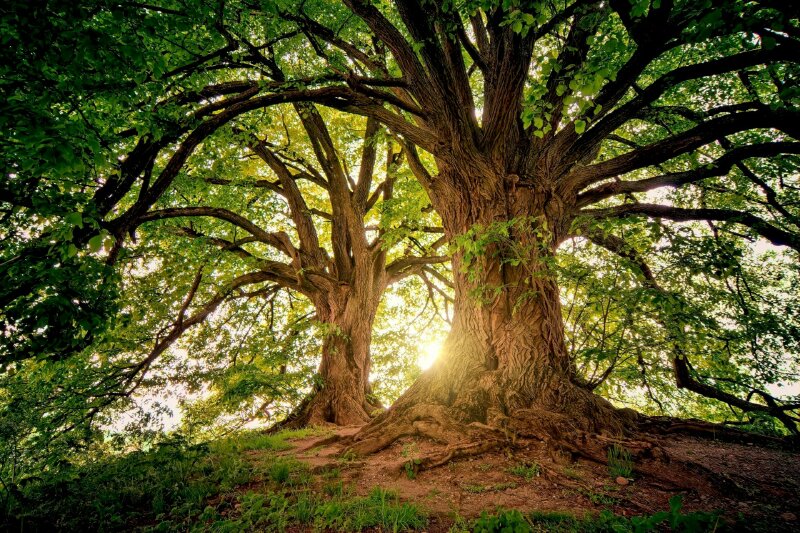 Hình ảnh cây cổ thụ với ánh mặt trời bình minh chiếu rọi thật đẹp