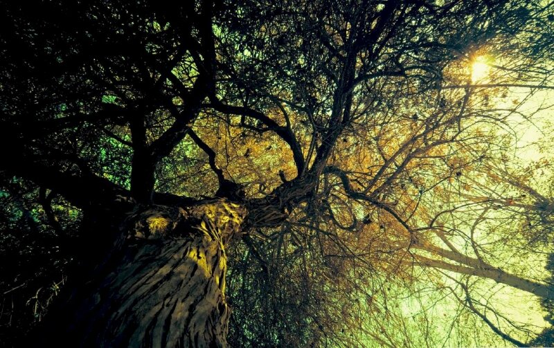Hình cây cổ thụ với góc chụp từ dưới lên với tán rộng như ôm cả bầu trời