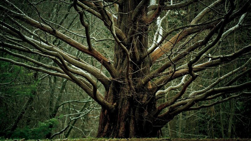 Hình ảnh cây cổ thụ mang vẻ đẹp ma mị, huyền bí