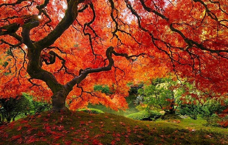 Hình ảnh cây cổ thụ với tán lá đỏ tía thật đẹp mắt